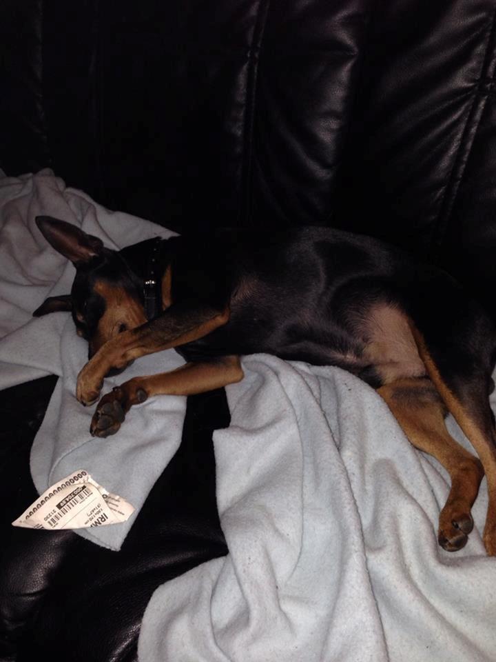 Dvaergpinscher Rødkildes Coco - Godnat.. billede 9