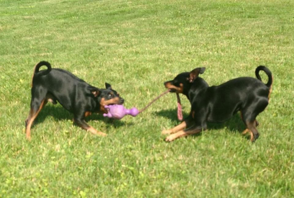 Dvaergpinscher Rødkildes Coco billede 10