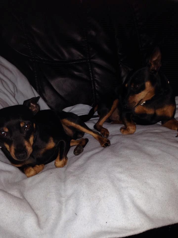 Dvaergpinscher Rødkildes Coco - der puttes.. billede 11