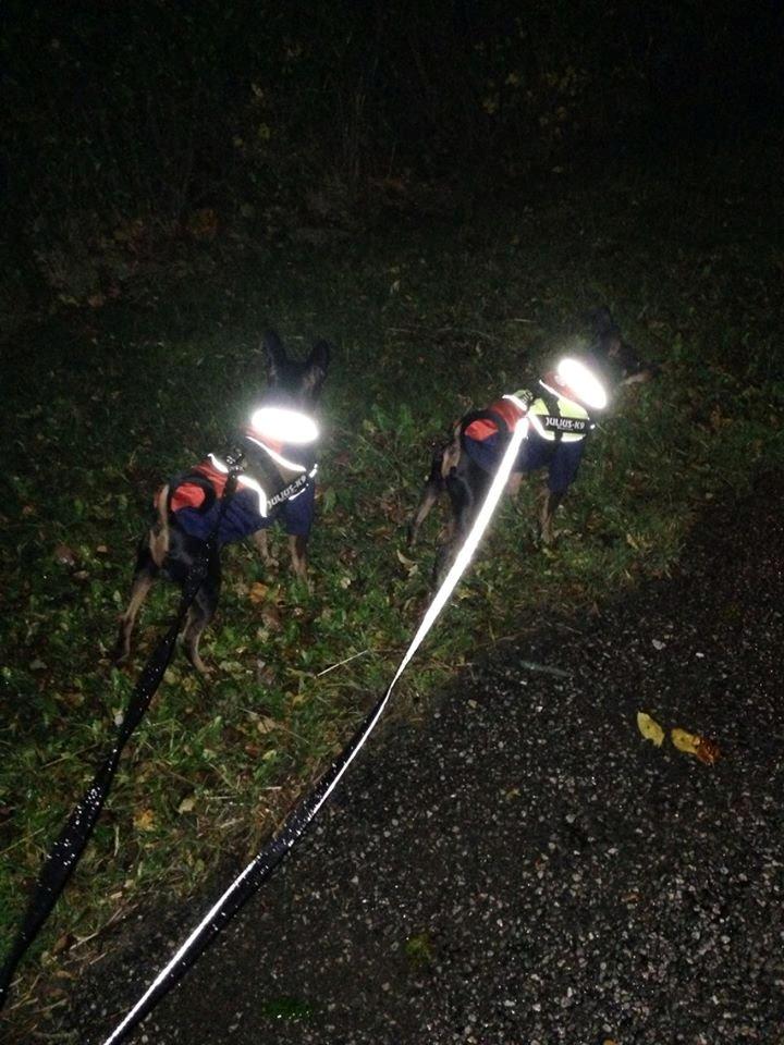 Dvaergpinscher Rødkildes Coco - på gåtur i regn og blæst.. Stormen har ødelagt hegnet i haven, så der er fri adgang til naboen, og så kan de jo ikke bare blive lukket ud..  billede 12