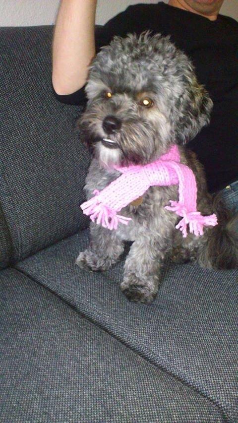 Blanding af racer Bruno - Bruno klar til lyserød lørdag støt brysterne - 10 månder billede 1