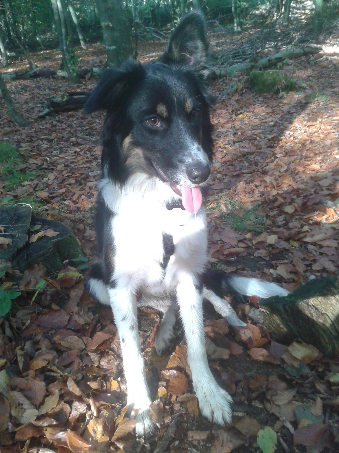 Border collie Mille billede 4