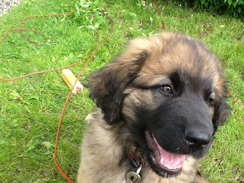 Leonberger Diego billede 1