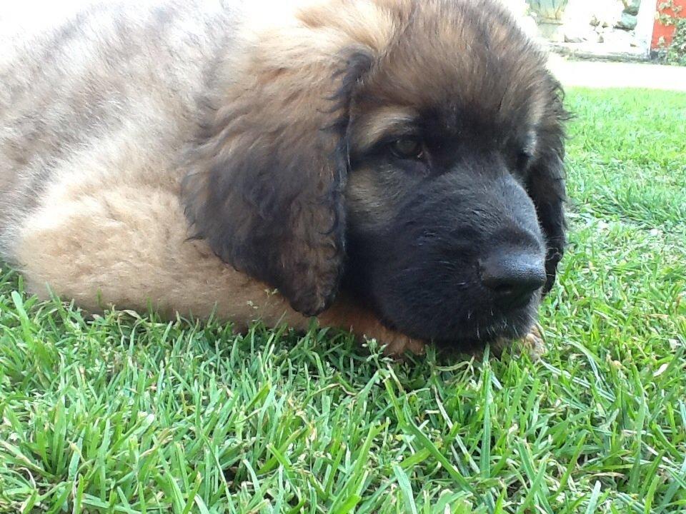 Leonberger Diego billede 4