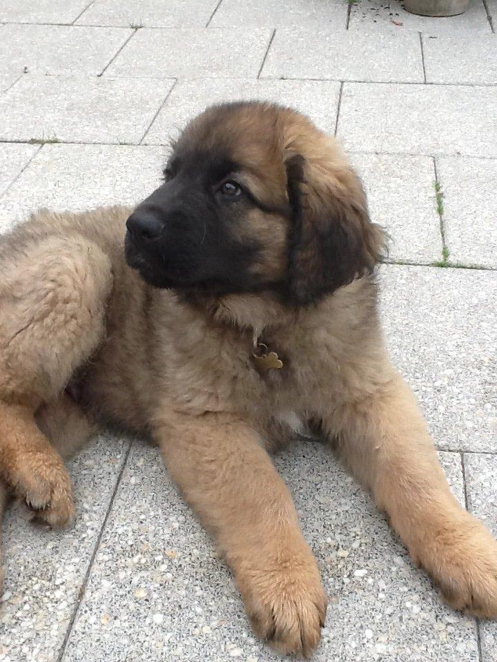Leonberger Diego billede 5