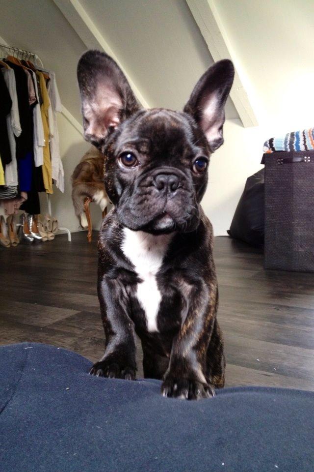 Fransk bulldog Humphrey Bogart billede 43