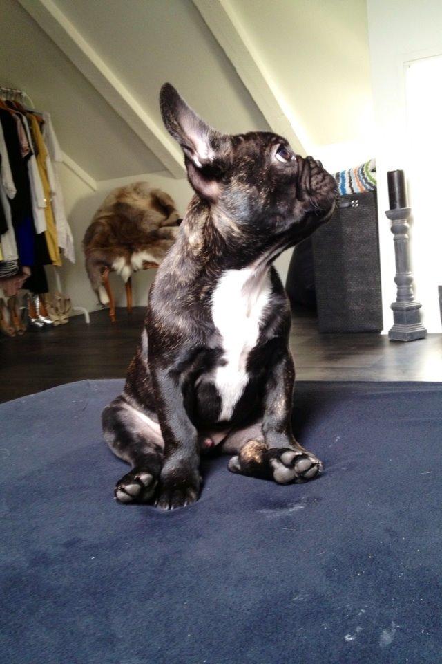 Fransk bulldog Humphrey Bogart billede 44