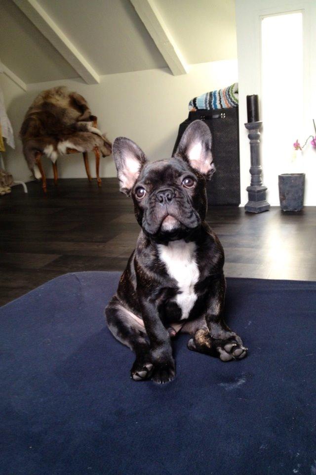 Fransk bulldog Humphrey Bogart billede 45