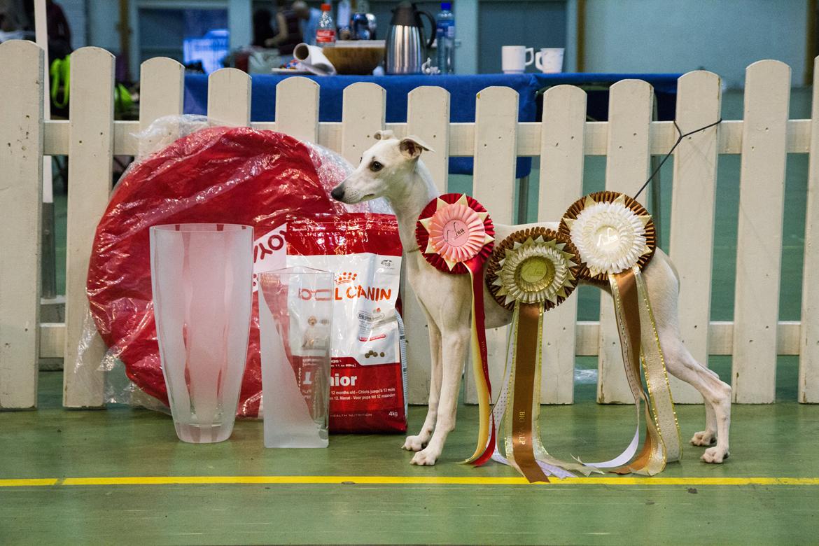 Whippet Kiwi - Oktober 2013 billede 25