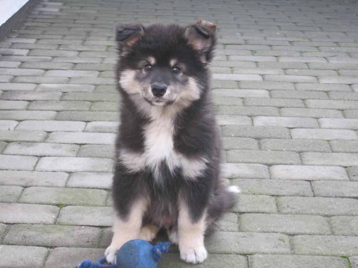 Finsk lapphund Kovo - 10 uger gammel billede 18