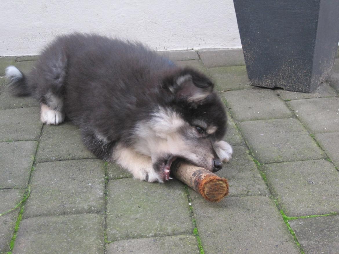 Finsk lapphund Kovo - Mmm pind :) billede 17