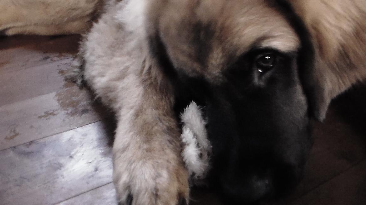 Leonberger Diego billede 7