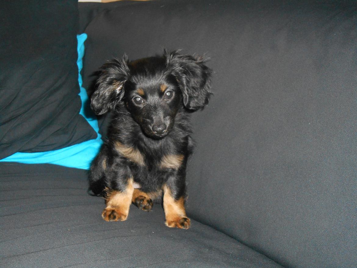 Blanding af racer Tessi - sidder jeg pænt nu mor? billede 2