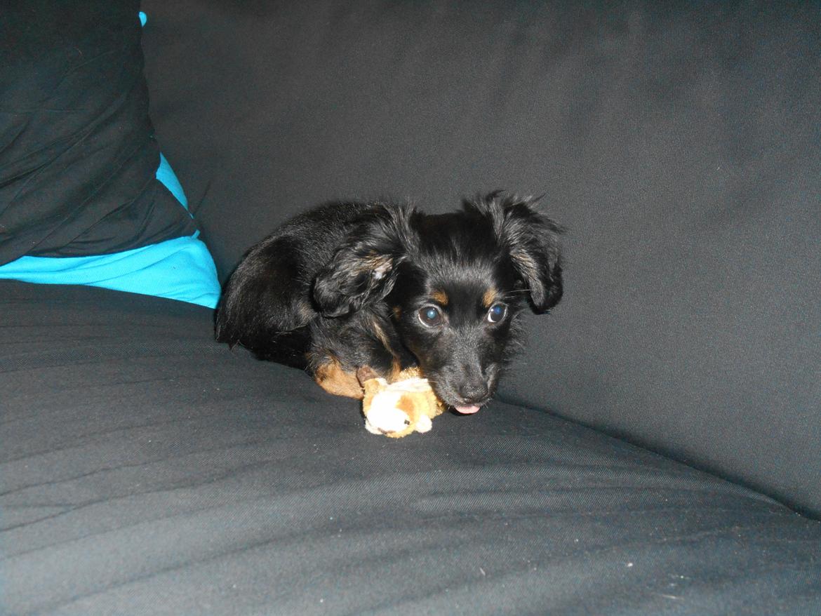 Blanding af racer Tessi billede 3