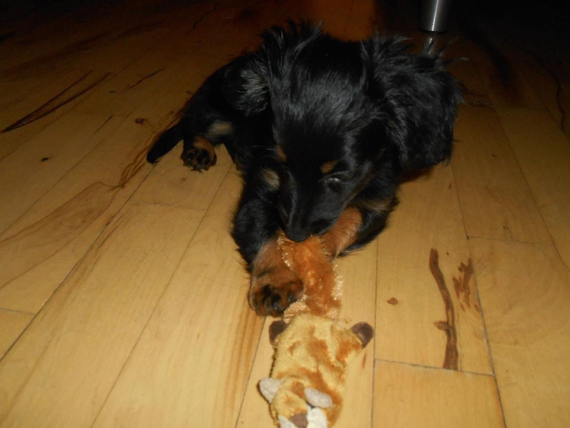 Blanding af racer Tessi billede 4