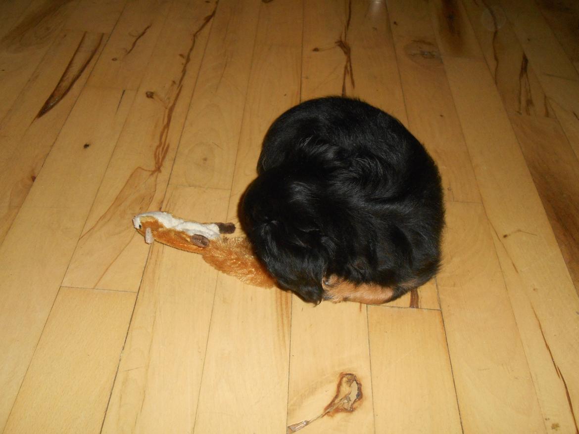 Blanding af racer Tessi billede 6