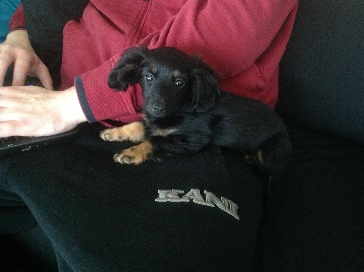 Blanding af racer Tessi - Sidder lige ved min far, skal jo lige følge med i hvad han laver :) billede 7