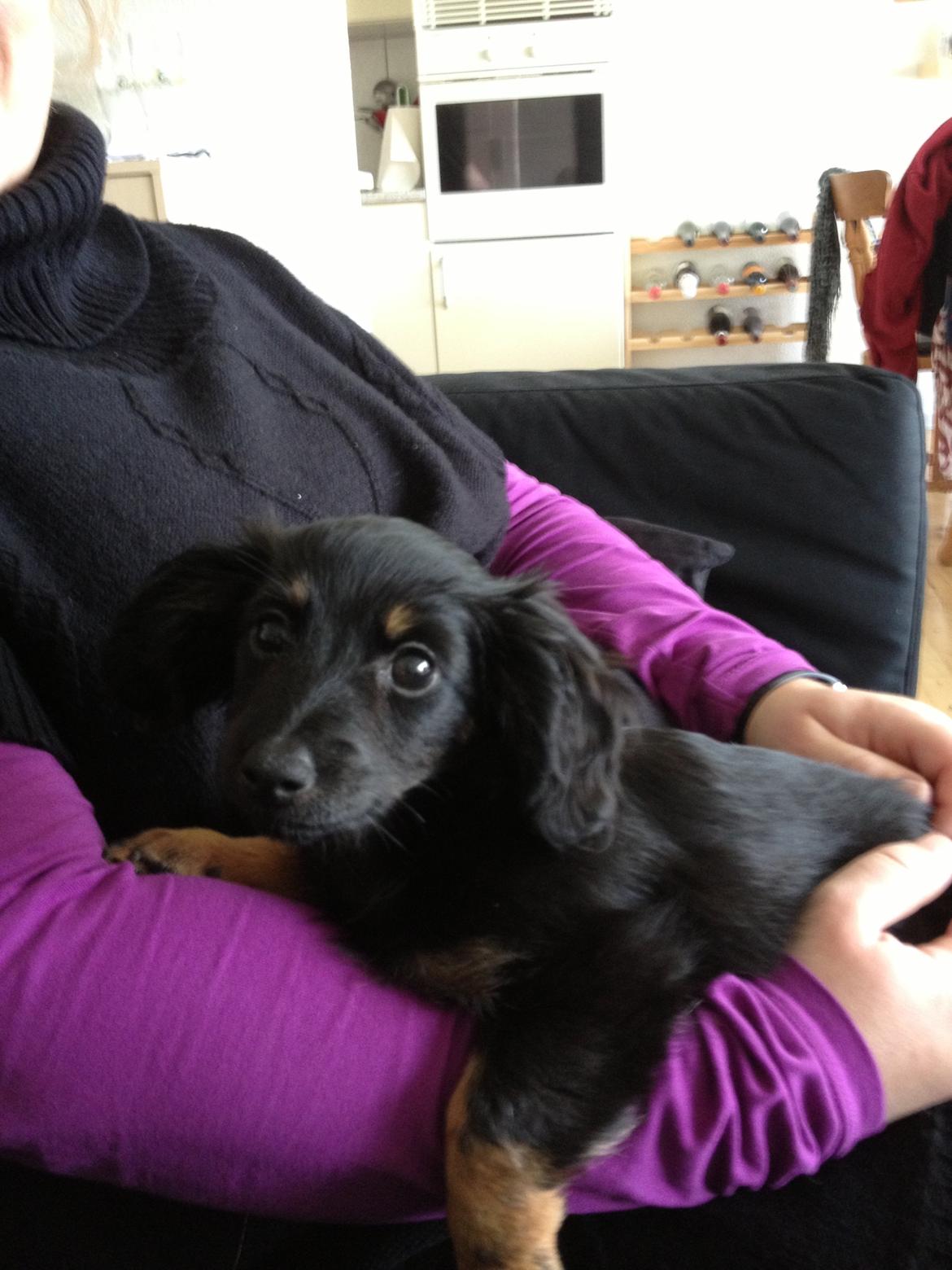 Blanding af racer Tessi - åh det er godt at putte ved mor :) billede 9