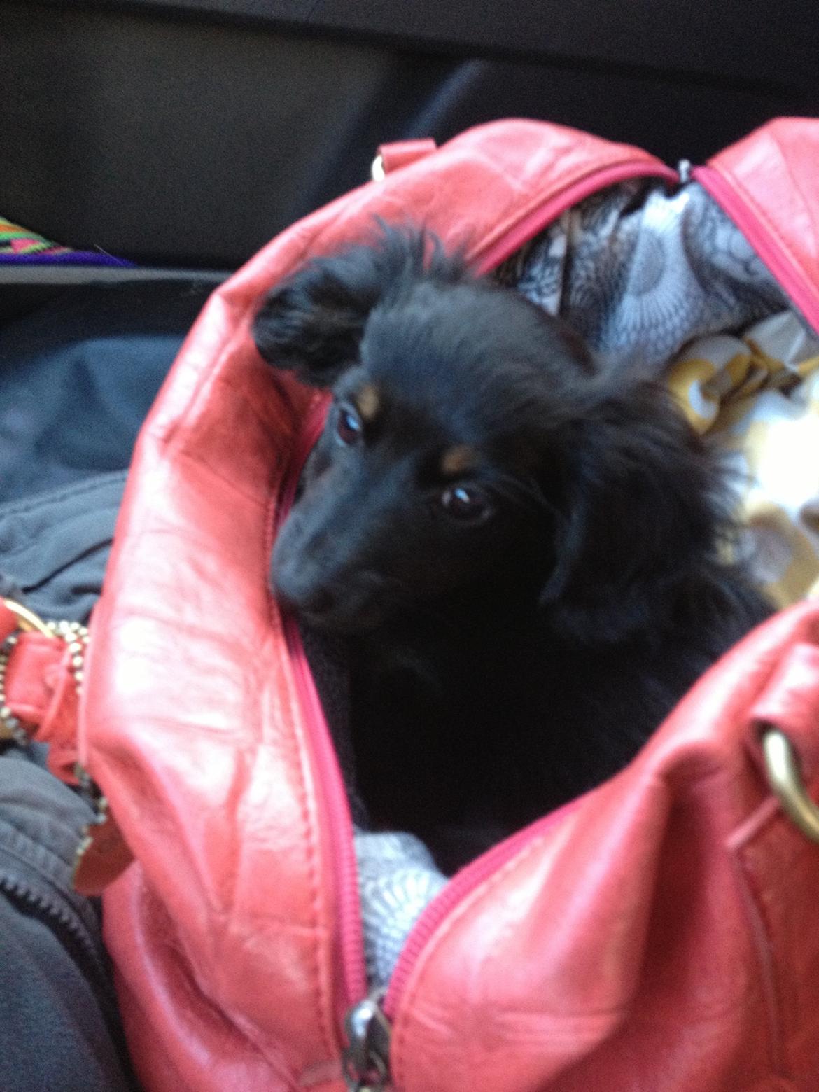 Blanding af racer Tessi - så er vi lige ude og kører. så sidder lige så pænt :) billede 10