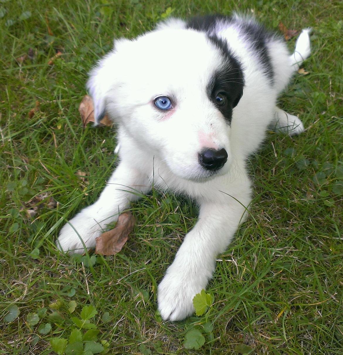 Border collie Luna billede 1