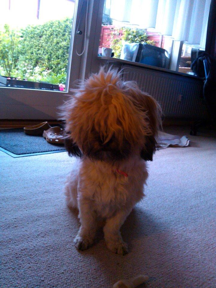 Shih tzu Tinka billede 34