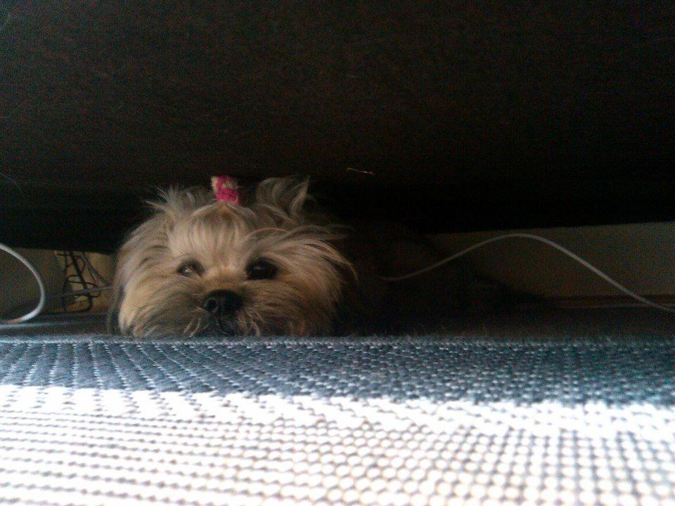 Shih tzu Tinka billede 35