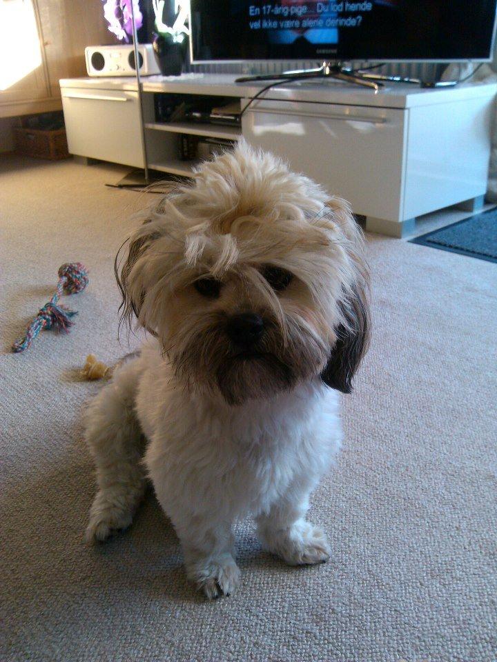 Shih tzu Tinka billede 36