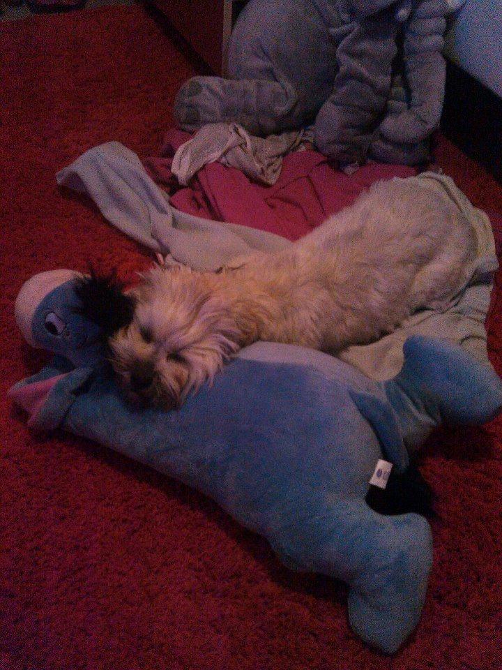 Shih tzu Tinka billede 37