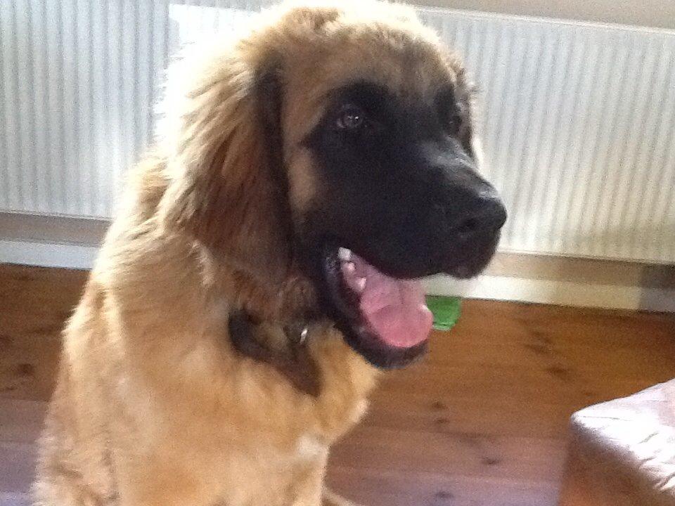 Leonberger Diego billede 8