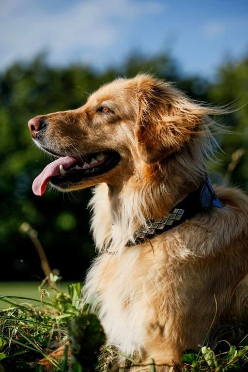 Hovawart Nøruphus' Kashmir billede 12