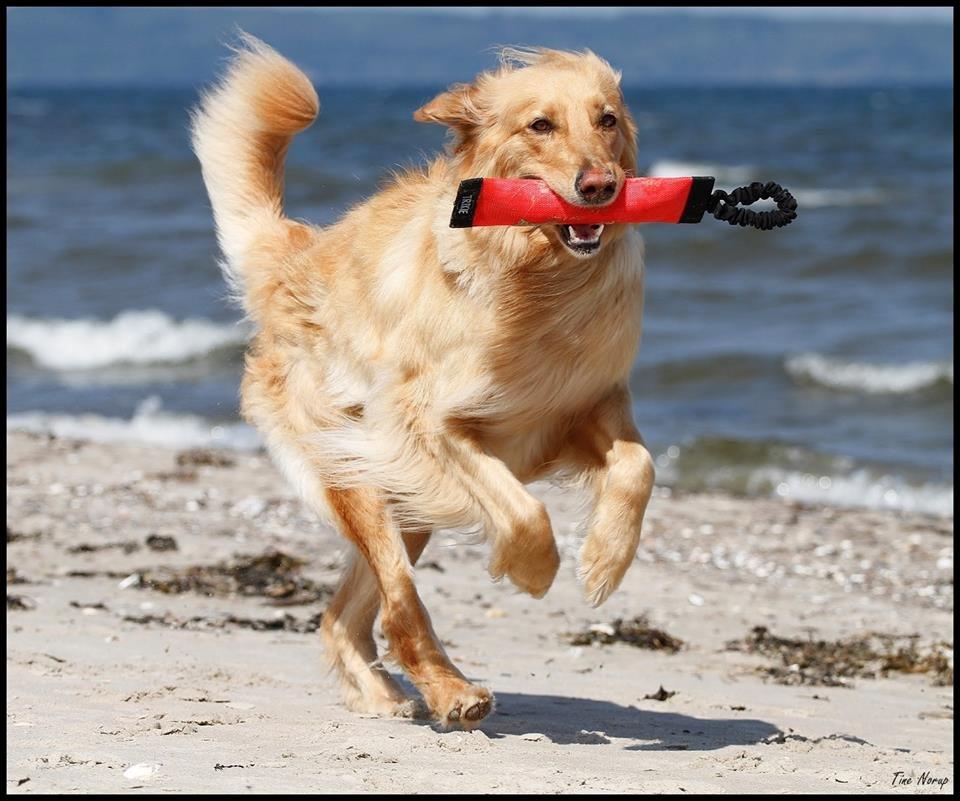 Hovawart Nøruphus' Kashmir billede 13