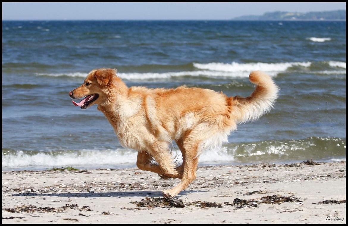 Hovawart Nøruphus' Kashmir billede 14