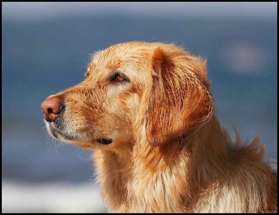 Hovawart Nøruphus' Kashmir billede 15