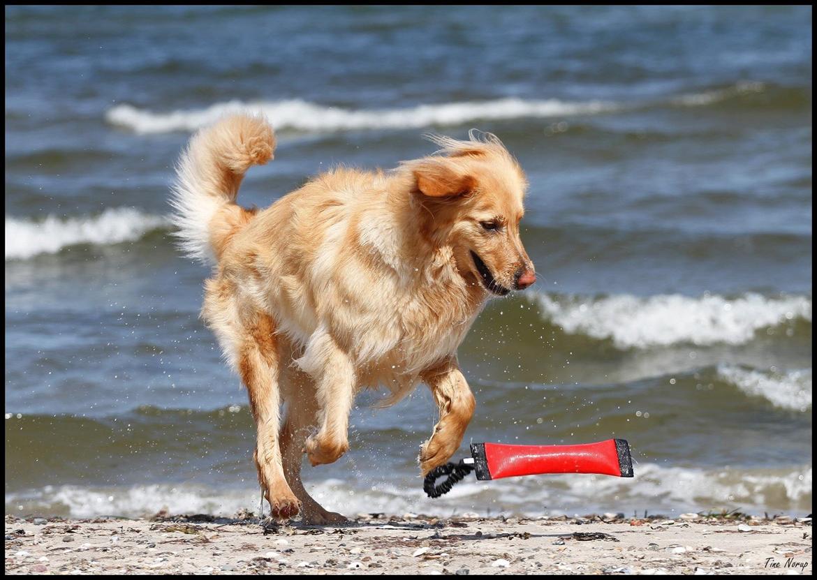 Hovawart Nøruphus' Kashmir billede 16