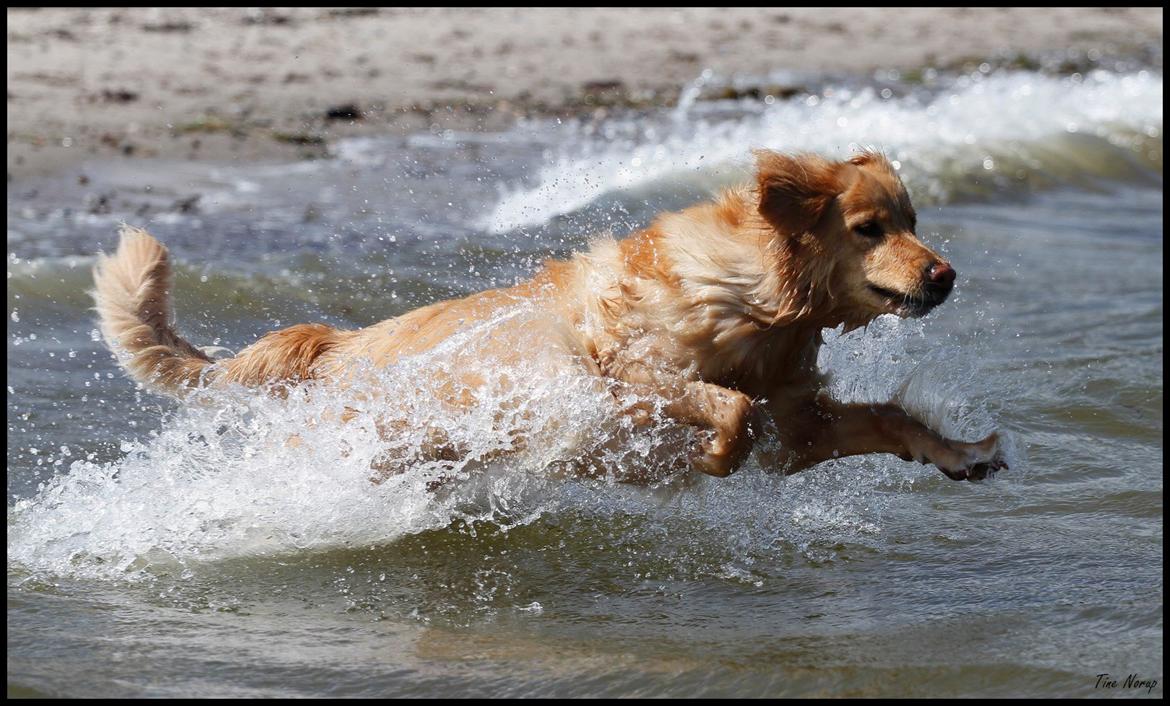 Hovawart Nøruphus' Kashmir billede 17