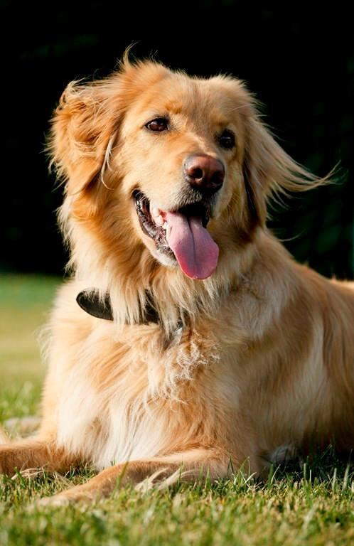 Hovawart Nøruphus' Kashmir billede 18