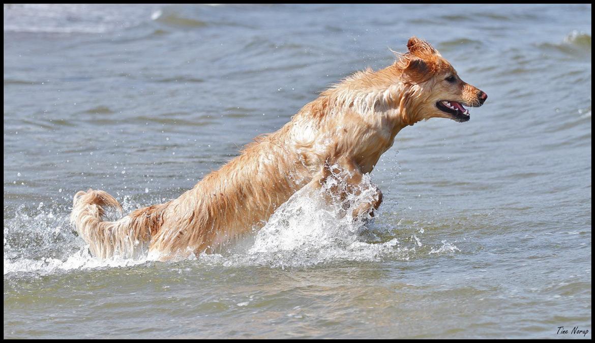 Hovawart Nøruphus' Kashmir billede 19
