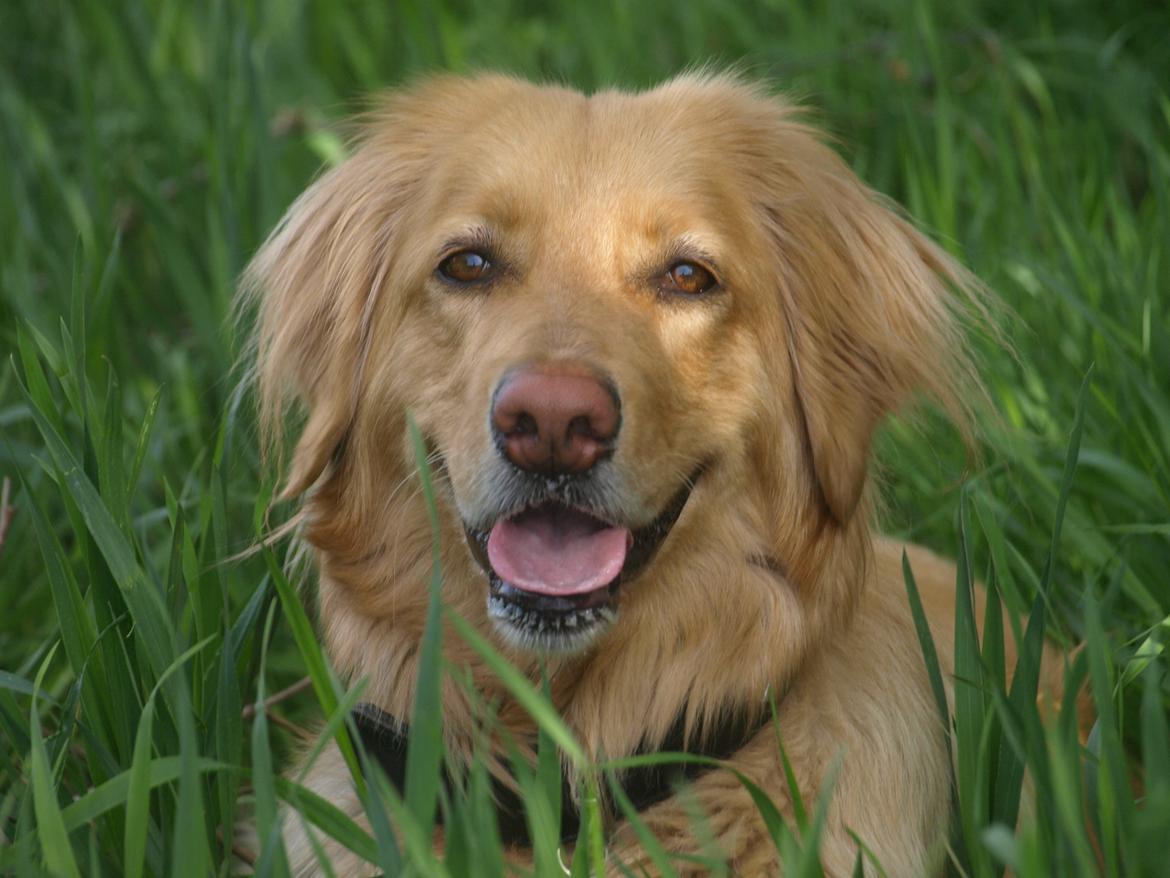 Hovawart Nøruphus' Kashmir billede 20