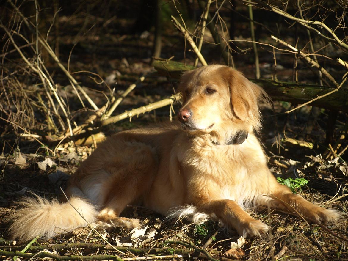 Hovawart Nøruphus' Kashmir billede 21