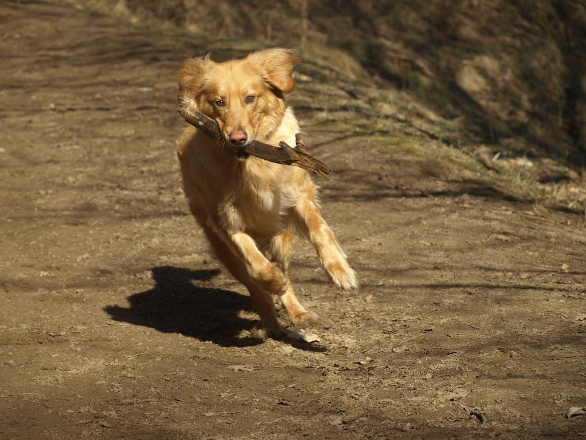 Hovawart Nøruphus' Kashmir billede 22