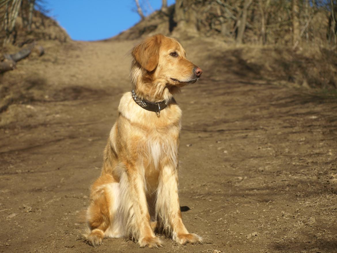 Hovawart Nøruphus' Kashmir billede 23