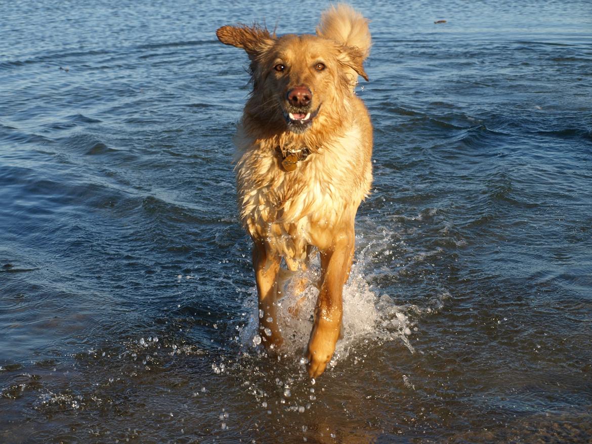 Hovawart Nøruphus' Kashmir billede 24