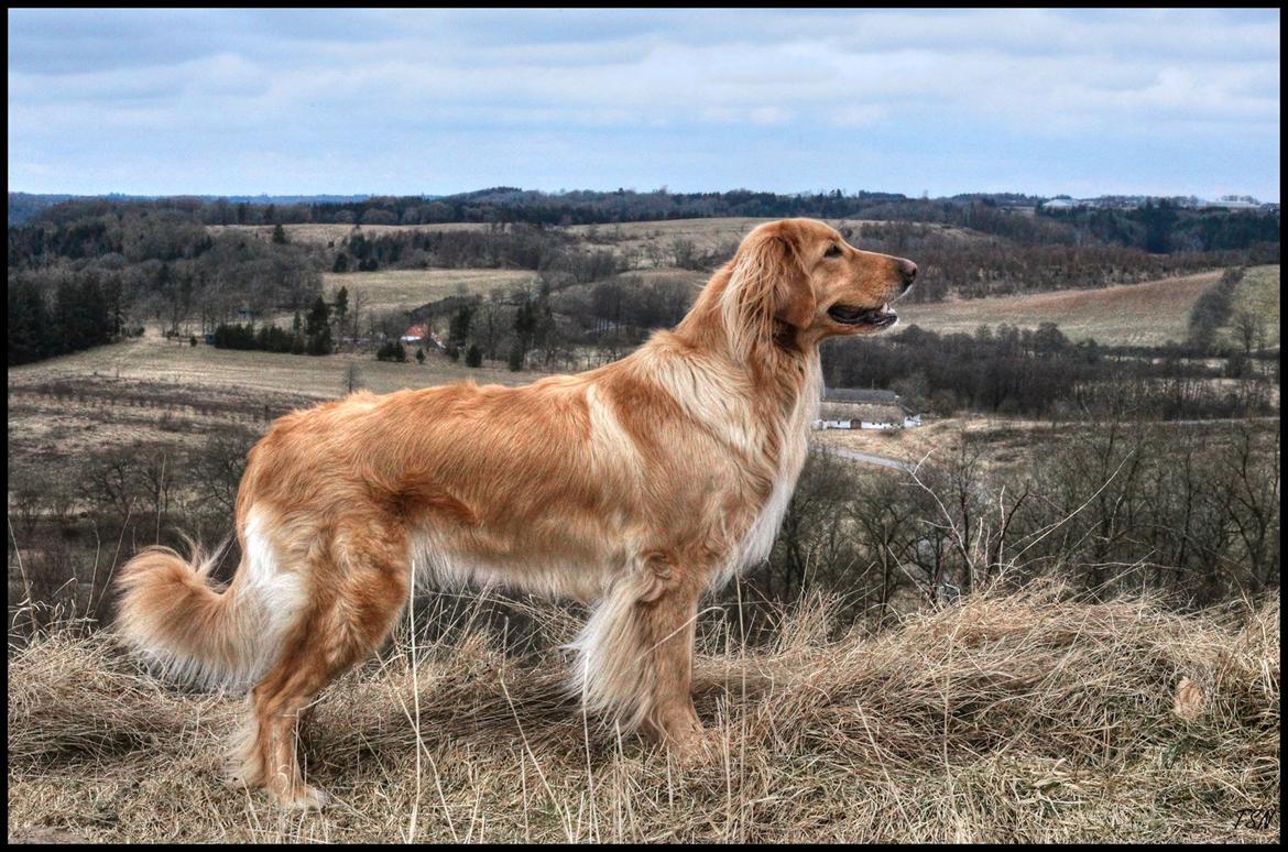 Hovawart Nøruphus' Kashmir billede 1