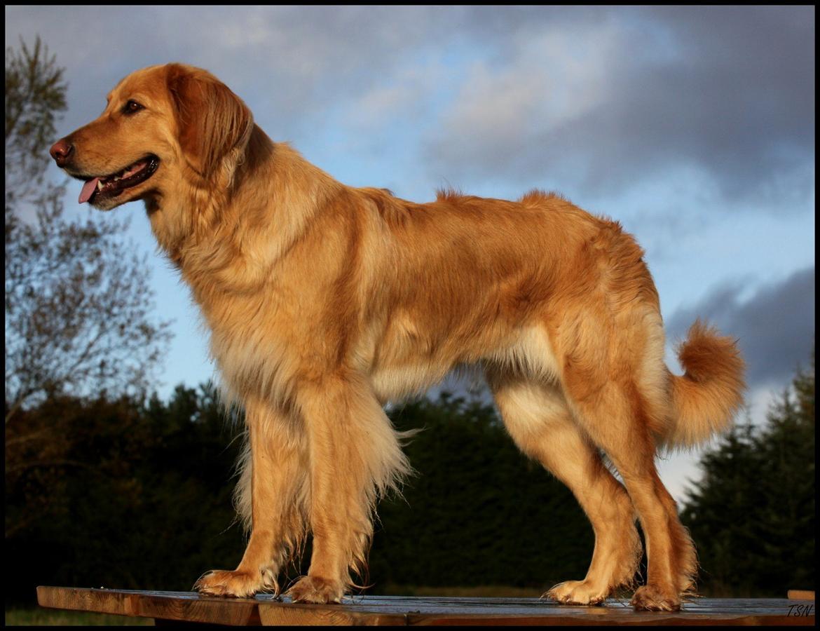 Hovawart Nøruphus' Kashmir billede 25