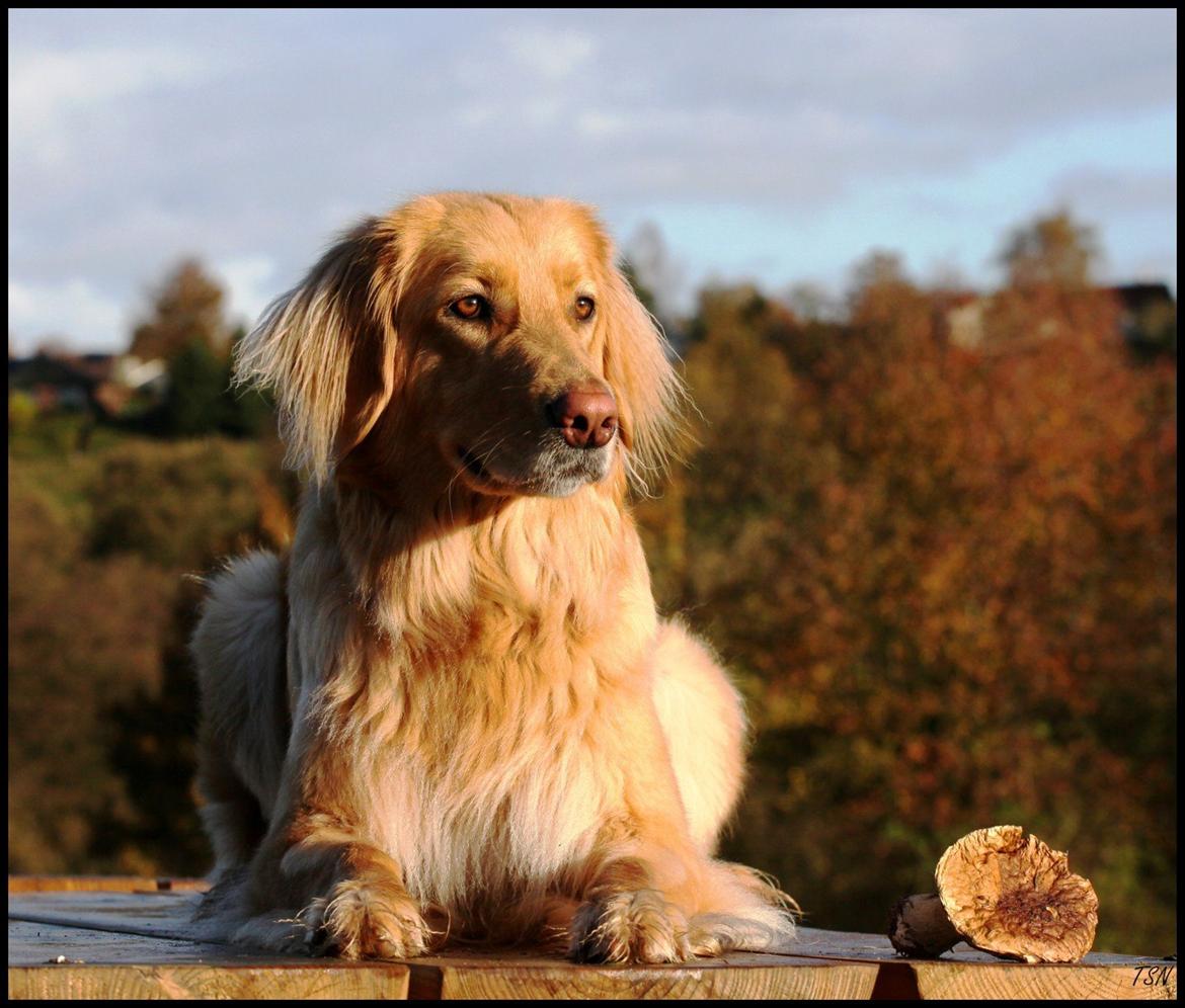 Hovawart Nøruphus' Kashmir billede 7