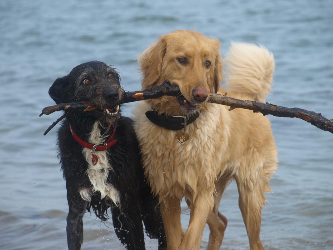 Hovawart Nøruphus' Kashmir billede 26