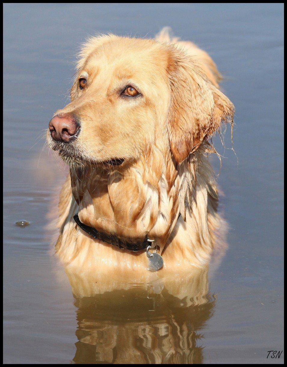 Hovawart Nøruphus' Kashmir billede 27