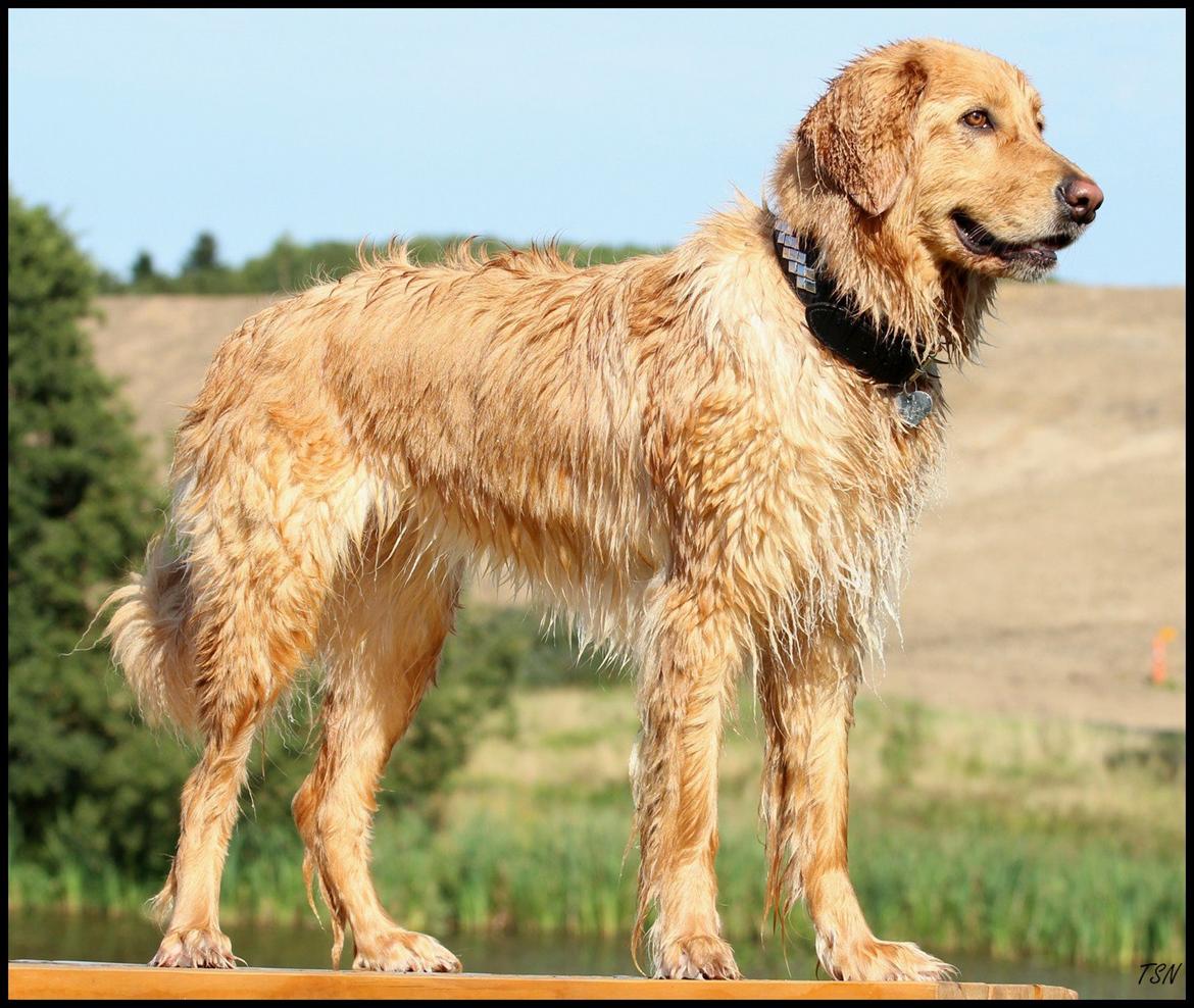 Hovawart Nøruphus' Kashmir billede 28