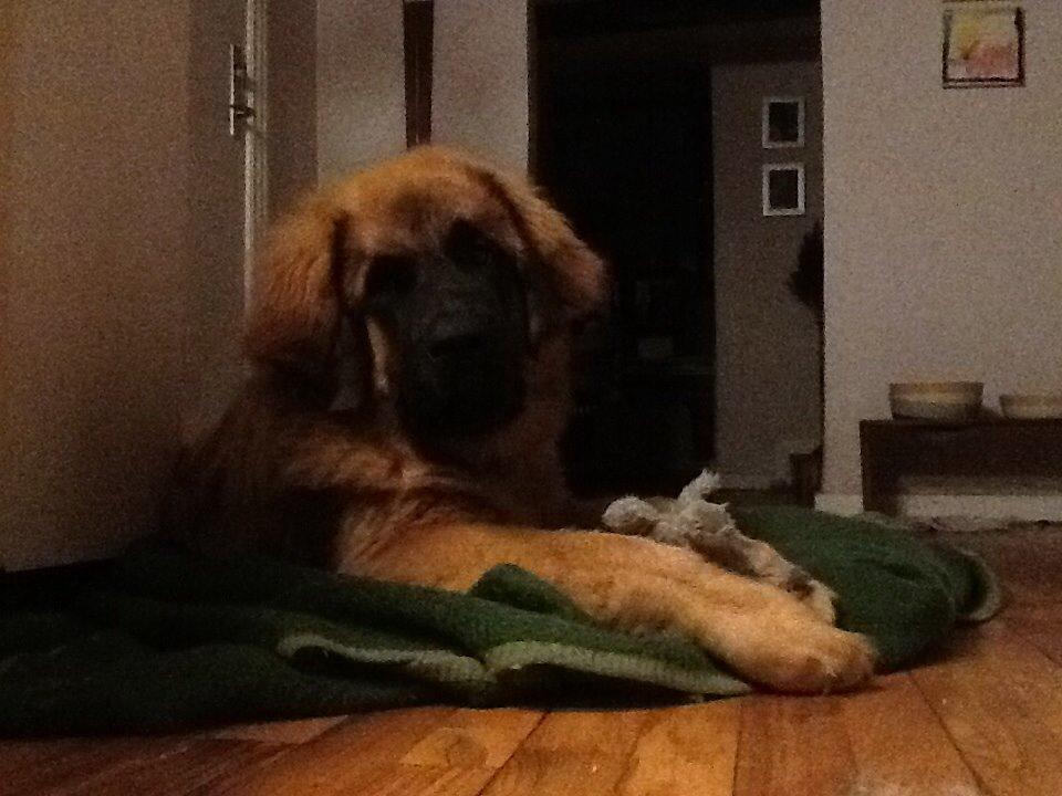 Leonberger Diego billede 9