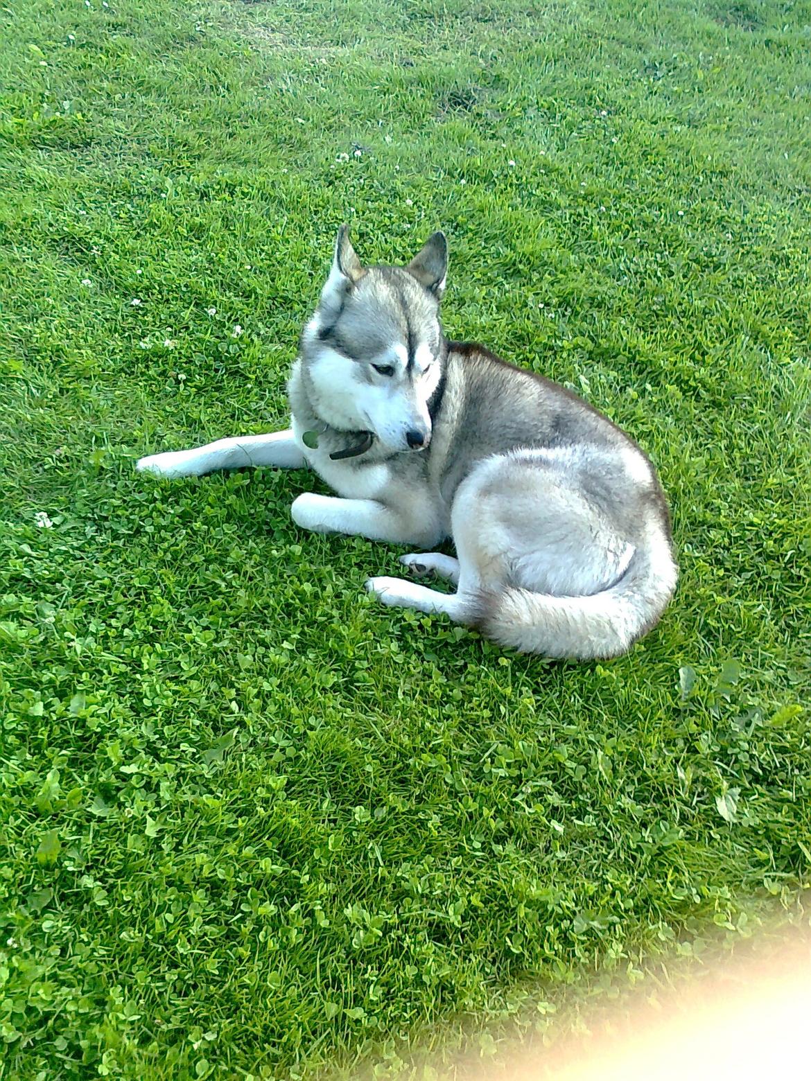 Siberian husky Balder   billede 5
